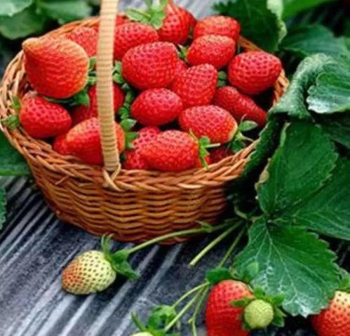 完整国产免费水莓100,免费品尝100份水莓的甜蜜诱惑  第1张