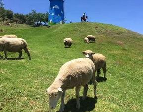 青青草原国产,绿色生态与和谐发展的奇迹之旅